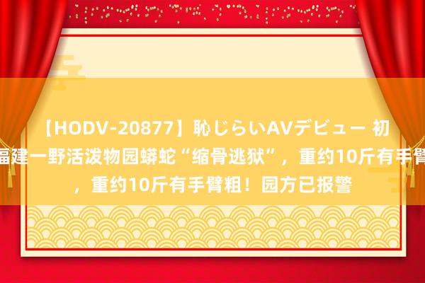 【HODV-20877】恥じらいAVデビュー 初セックス4時間 福建一野活泼物园蟒蛇“缩骨逃狱”，重约10斤有手臂粗！园方已报警