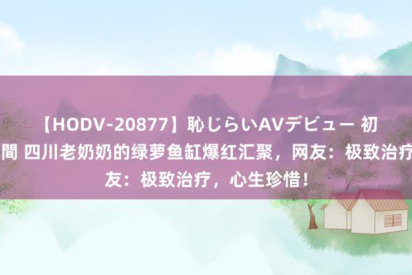 【HODV-20877】恥じらいAVデビュー 初セックス4時間 四川老奶奶的绿萝鱼缸爆红汇聚，网友：极致治疗，心生珍惜！